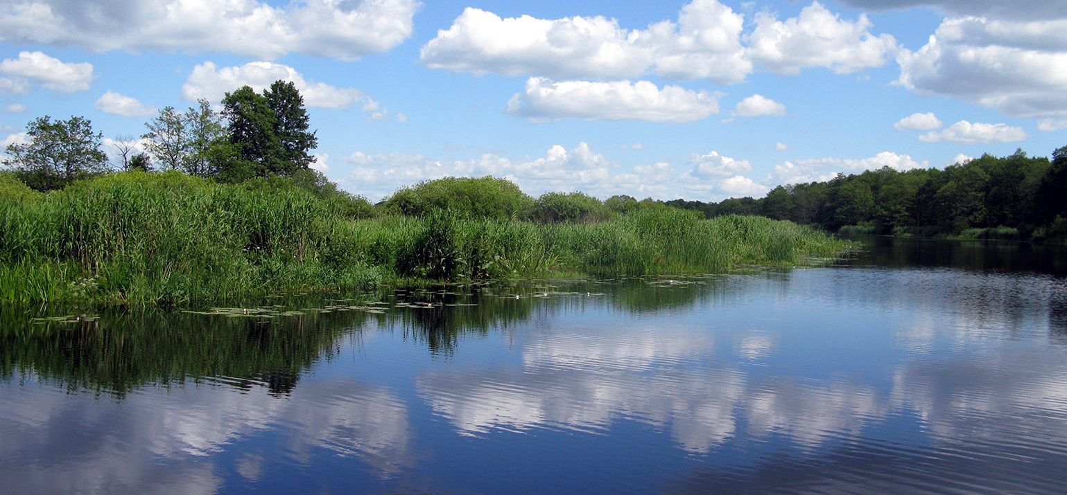 Ein ruhiges, sauberes Gewässer umgeben von grüner Schilflandschaft unter einem weiß-blauen Wolkenhimmel. Ein Sinnbild für intakte Natur und aktiven Wasserschutz in Österreich.