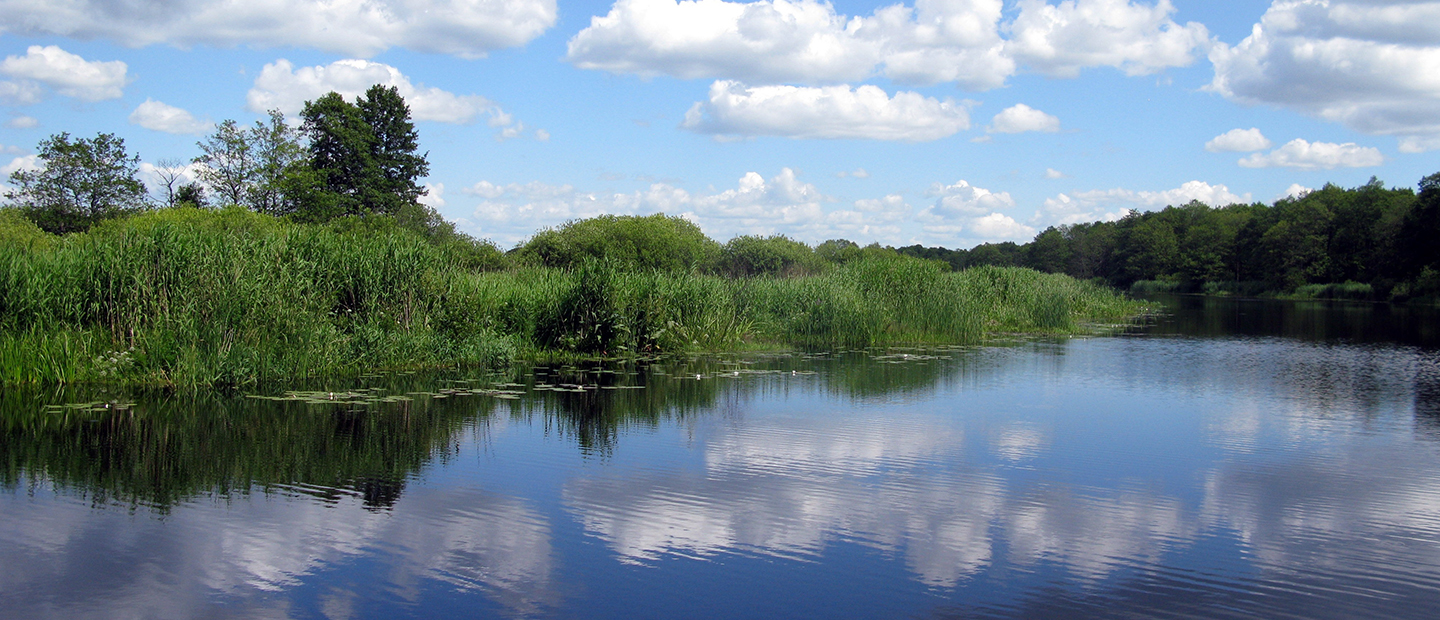 Ein ruhiges, sauberes Gewässer umgeben von grüner Schilflandschaft unter einem weiß-blauen Wolkenhimmel. Ein Sinnbild für intakte Natur und aktiven Wasserschutz in Österreich.