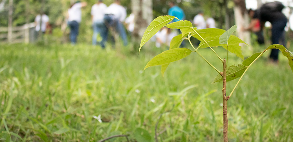 Árbol pequeñito creciendo con personas de fondo