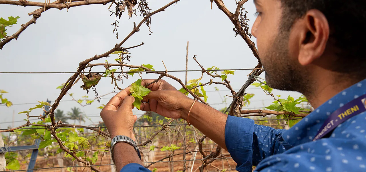 A man tends to crops on an Indian grape farm