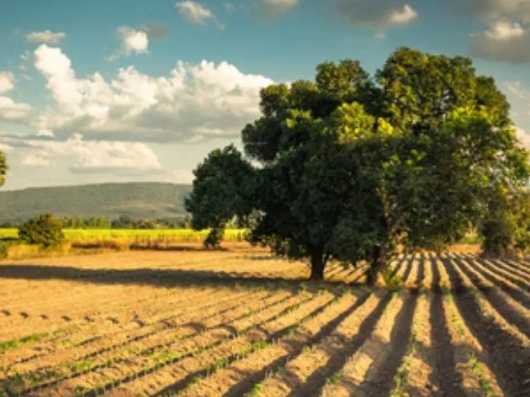 A tree on a agriculture field during day light