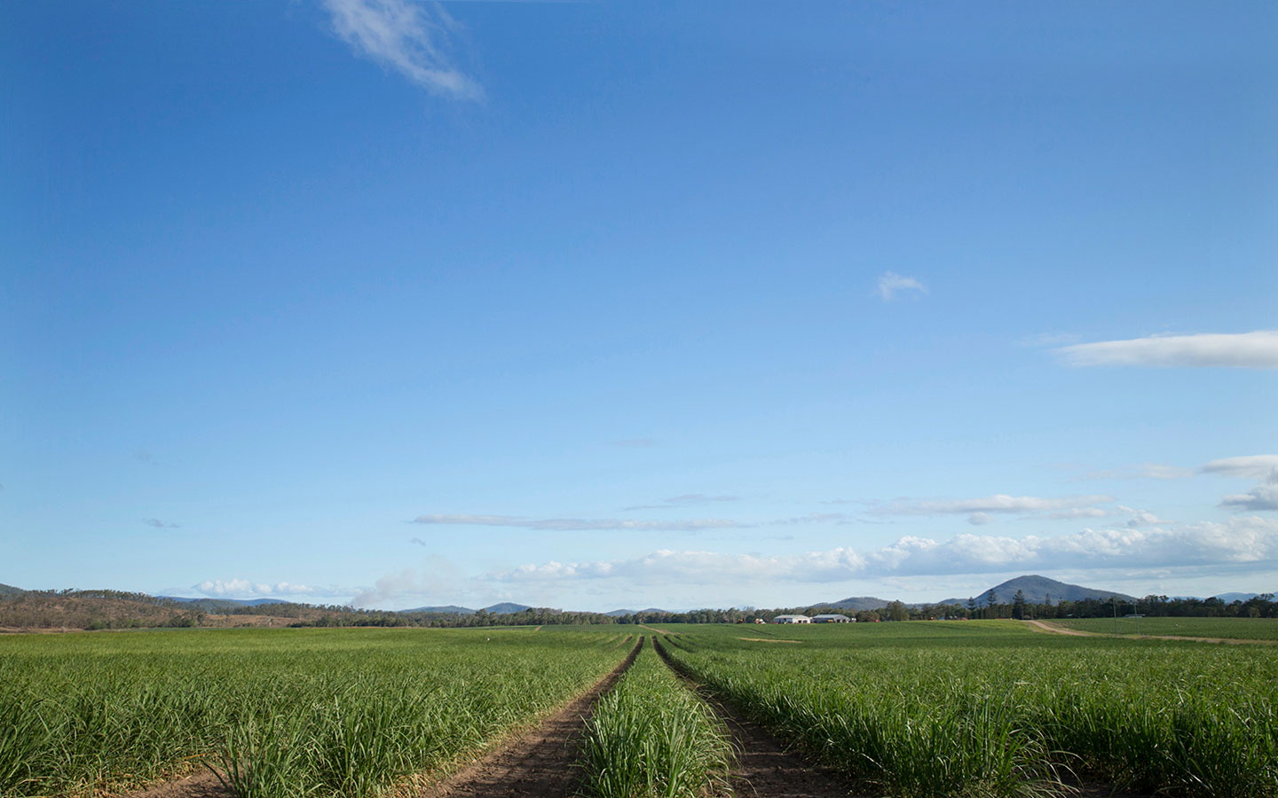 Open view of a agriculture field on a sunny day