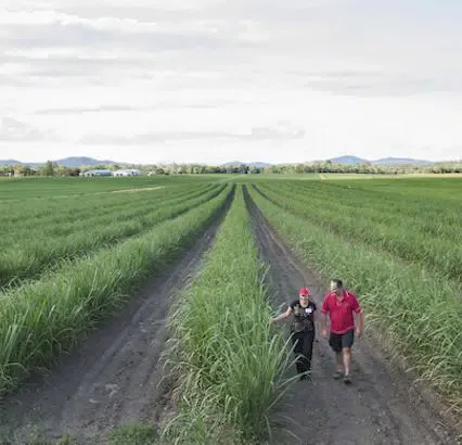 Un homme et une femme observent une plantation de canne à sucre