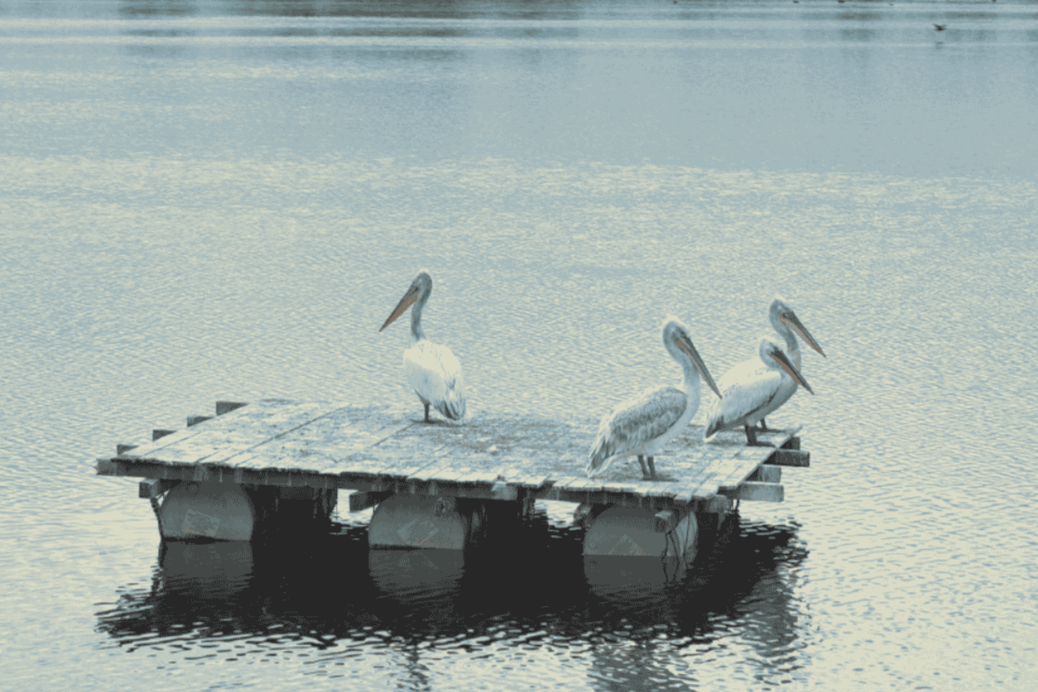 Dykare i full utrustning kliver ner i vattnet från en brygga medan folk tittar på från kajen.