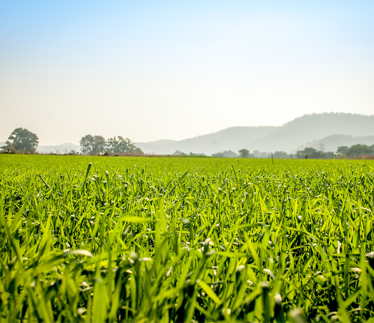 A tree on a agriculture field during day light